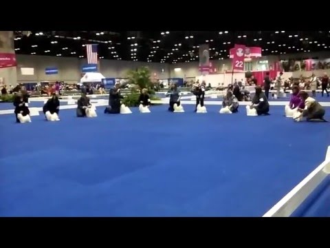 2015-12-12 Maltese Eukanuba Orlando 1
