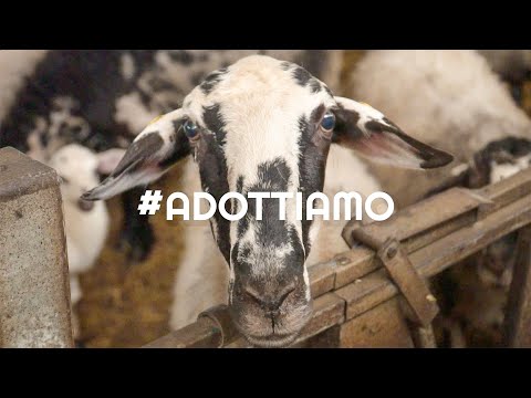 #adottiAMO