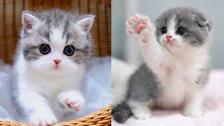 Baby Cats - Cute and Funny Cat Videos Compilation #55 | Aww Animals