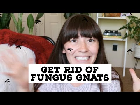 GETTING RID OF FUNGUS GNATS | How to remove fungus gnats