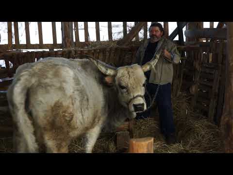 Autohtone vrste Srbije ep. 47 23.01.2020. NAJAVA