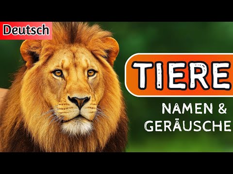 Alle Tiere für Kinder: Tiergeräusche und Namen | Großes Lernvideo für Kleinkinder & Babys🦁