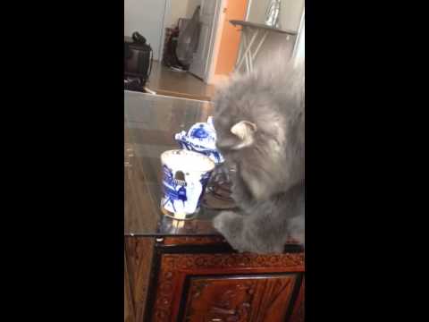 Tosya the cat loves coffee