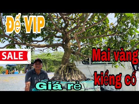 Mai vàng kiểng cổ đế VIP giá rẻ ngày 23/12/2022 Sơn 0943500017