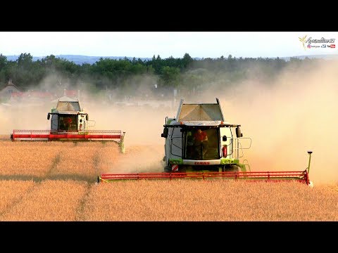 Velké žně 2019 - 6x Claas Lexion | Big harvest 2019