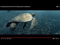 4K Galapagos Islands Marine Life Of The Galapagos Islands Incredible Nature