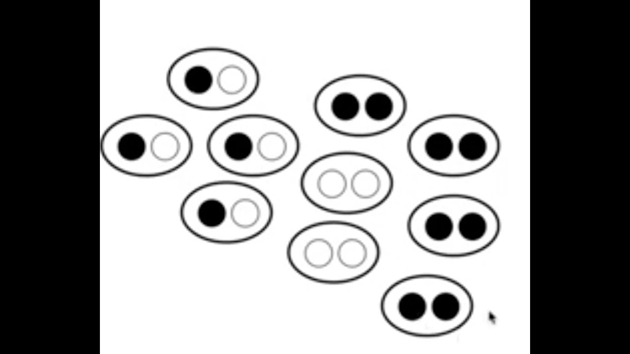 Conceitos básicos: lócus, alelo e diversidade genética.