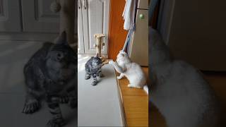 He Has Paws With Extra Toes 🤯