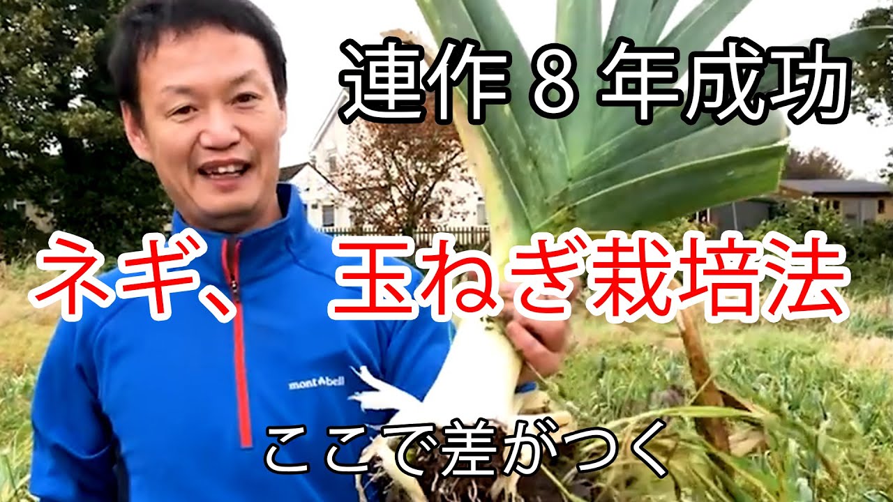 自然栽培で大きなタマネギ・ネギを育てる苗づくりの技術
