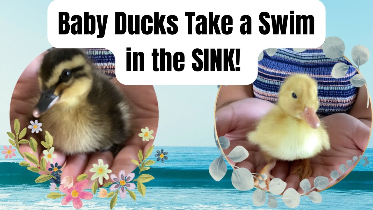 First bath for funny ducklings!