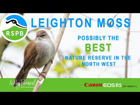 Leighton Moss - Wildlife Photographers Dream