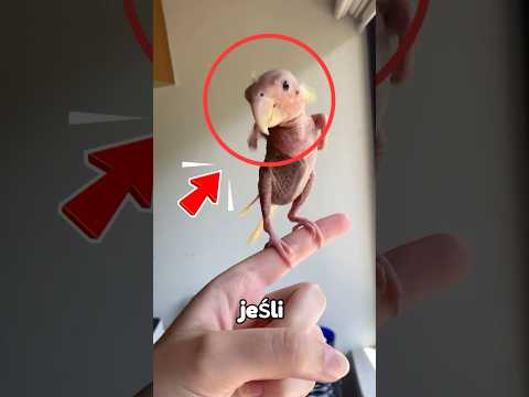 JEŚLI TWÓJ PAPUGA GADA TO…💀🦜