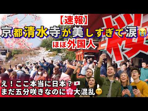 【🌸桜速報】京都・清水寺が美しすぎて涙😭なのに…外国人観光客で大混雑😱五分咲きの東山を歩く🌏🚶‍🚶‍✨