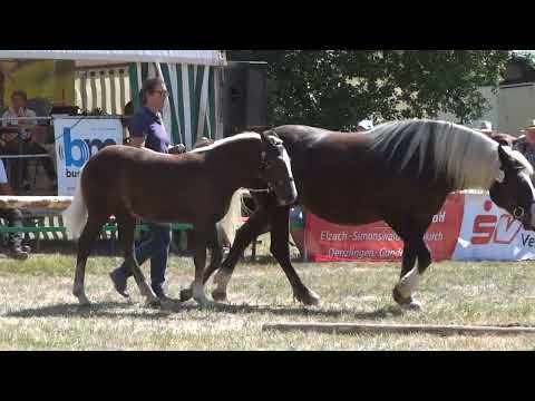 45. Malaika SL - SchwK Stute von Mendel x Maxi S - Kaltblut Fohlenschau Kohlenbach am 13.08.2022