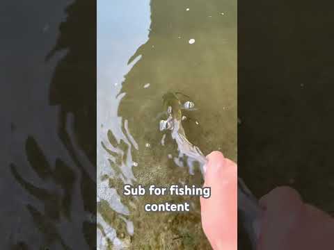 lil channel cat #fishing #sittingonthedockofthebay #lake #nature #carp #bassfishing #handmadelure