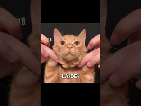 I'M TAKING A CHANCE 'CAUSE I LIKE YOU A LOT 😻😻😽😽  #cat #cute #funny #catshorts #kitten #memes #music