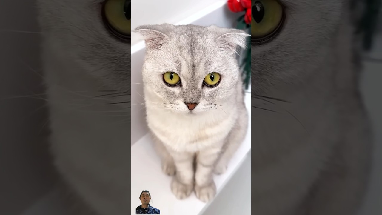 papins31😁#shorts #funnyvideos #funny #viral #cat #pets #funnycats