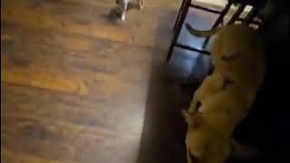 Video preview image #1 Mutt Puppy For Sale in Royal Palm Beach, FL, USA
