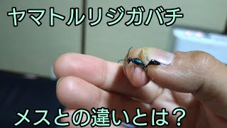 ヤマトルリジガバチのオスとメスの違いは？【ジガバチ】