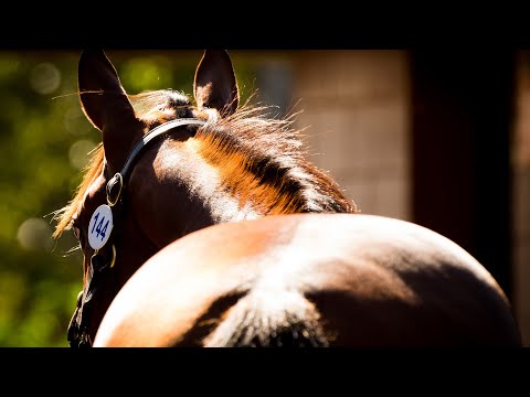 2018 Gold Coast National Yearling Sale Day 1 (Live Stream Archive)
