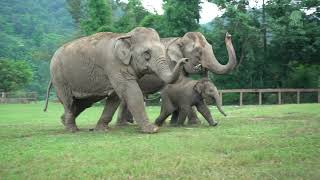 Elephants Run To Greeting The Newly Rescued Baby Elephant "Chaba"