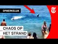 Haai jaagt strandgangers stuipen op het lijf