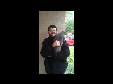 Cat jumping into his owner's arms