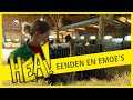 HEA! Eenden en emoe's