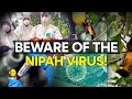 Nipah virus: What are the symptoms, precautions & treatment for the deadly virus? | WION Originals