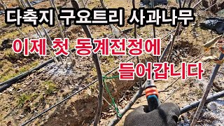 다축지 구요트리 사과나무, 이제 첫 동계전정에  들어갑니다. (사과나무 전정, 겨울 전정, 왜성대목, 다축지…