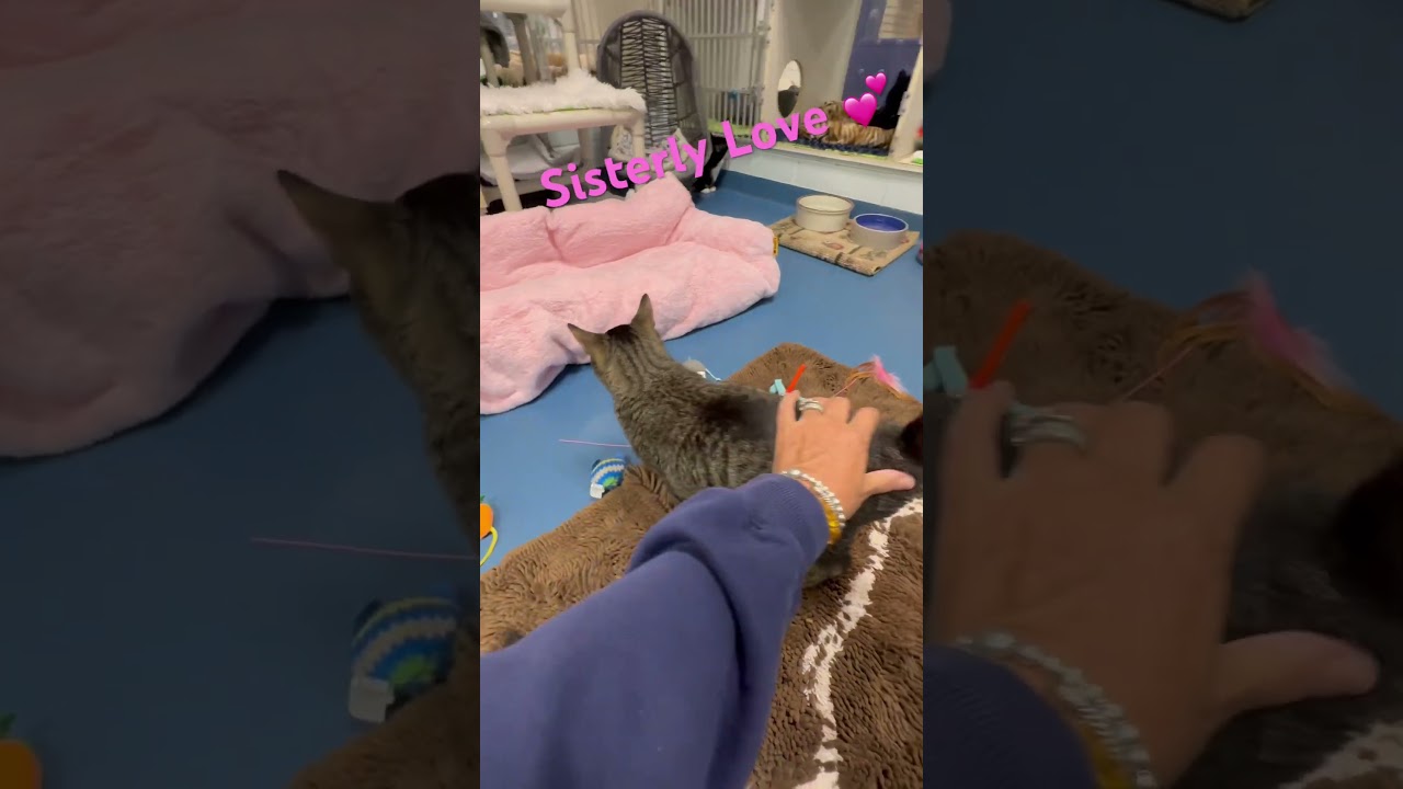 Enlarge Margaret, a Adoptable Domestic Short Hair in Hampton Bays, NY video 6/6