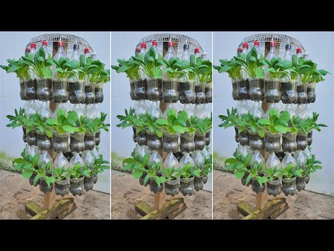 How to grow water spinach quickly without watering anyone can do it