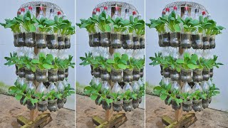 Don't Throw Away Plastic Bottles! They're Magical Vegetable Growing Tools You Didn't Know About