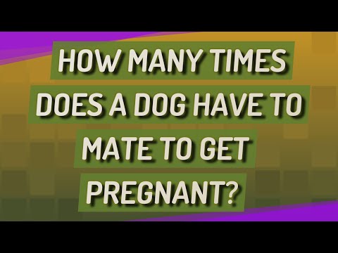 How many times does a dog have to mate to get pregnant?