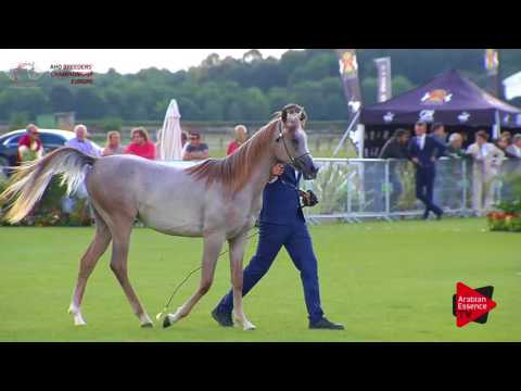 N.54 GHAZAEL APAL TA - Chantilly 2017 European Breeders'Championship - Yearling Colts (Class 5B)