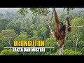 Orangutan Kalimantan Fakta Dan Misteri Primata Cerdas Di Dunia