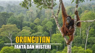 Download lagu Orangutan Kalimantan!!! Fakta Dan Misteri Primata Cerdas Di Dunia mp3 Download lagu Orangutan Kalimantan!!! Fakta Dan Misteri Primata Cerdas Di Dunia mp3