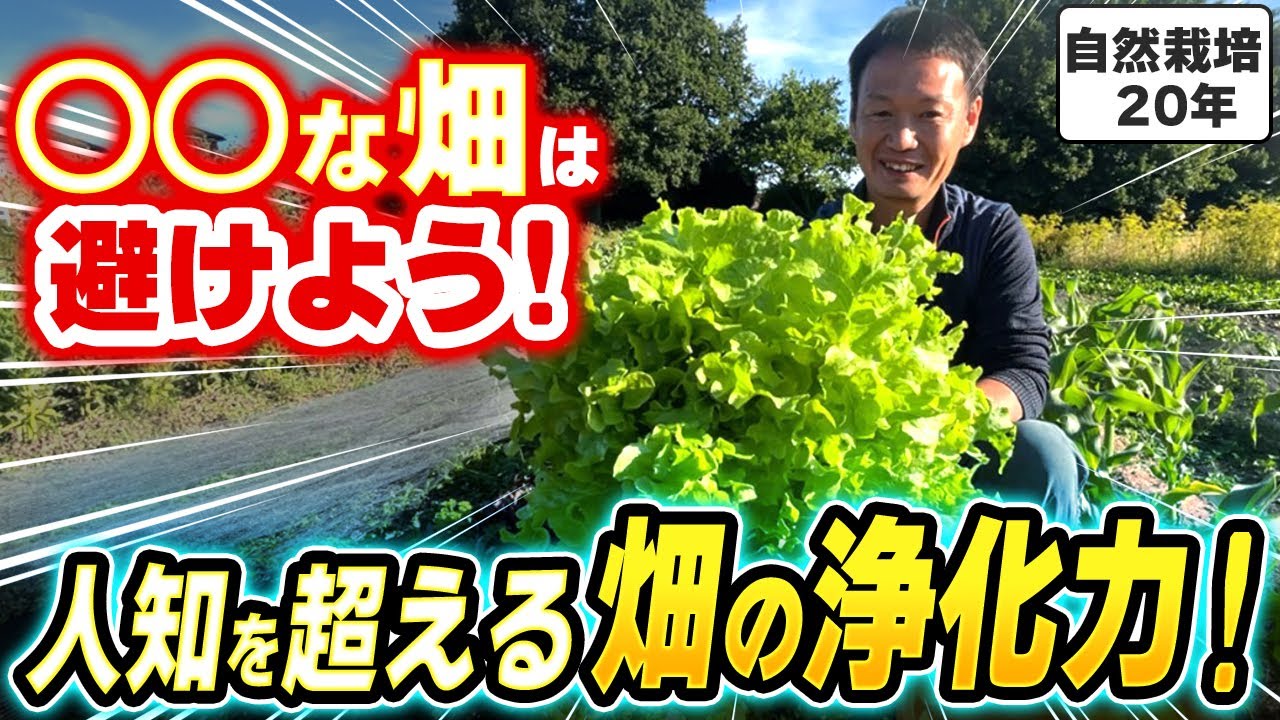【自然栽培414】初心者必見!畑探しのポイントと解説!