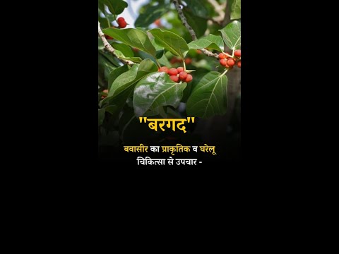 Natural and Home remedies for Piles Banyan#piles #pilesclinic #pilessurgery #shorts #pilestypes