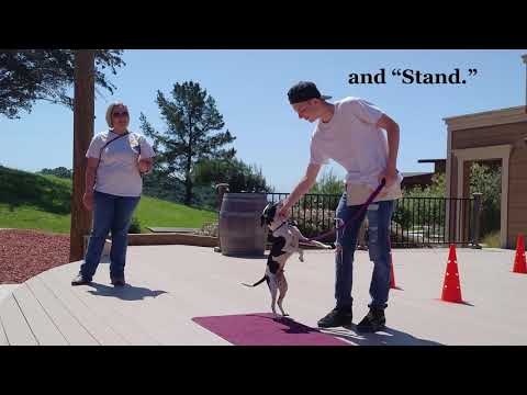 Fonzie - Peace of Mind Dog Rescue