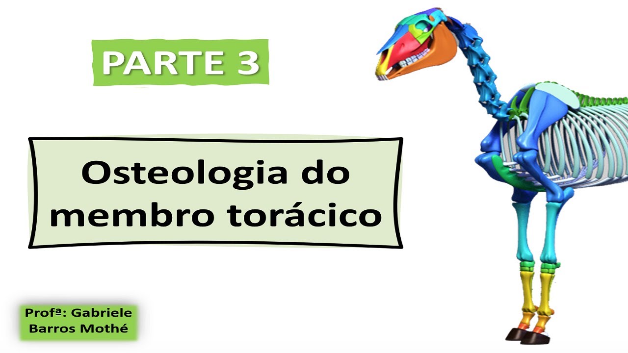 OSTEOLOGIA DO MEMBRO TORÁCICO - parte 3 (anatomia veterinária)