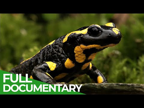 Fire Salamander Spectacular Footage of the Elusive Nocturnal Wanderer