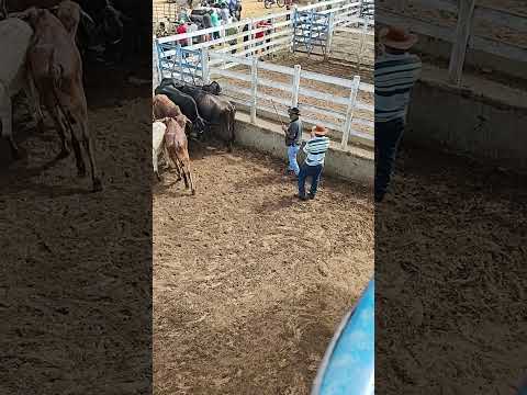 FEIRA DO GADO EM RIBEIRA DO POMBAL BA #gratidão