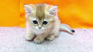 ブリティッシュショートヘアの動画01