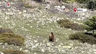 Yürümekte Güçlük Çeken Boz Ayı Kamerada Ormana Böyle Ulaşmaya Çalıştı