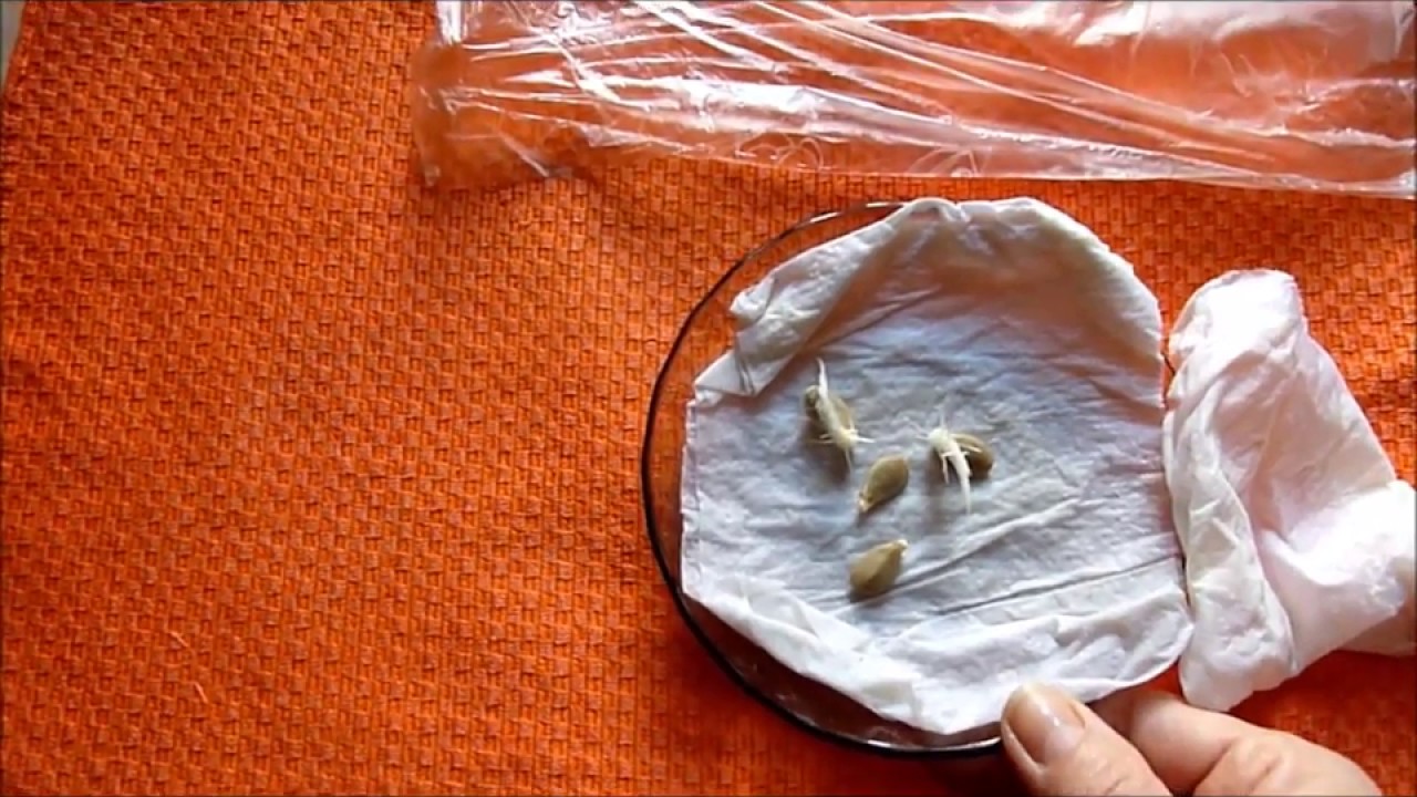 Томаты семена проклюнувшиеся. Прорастить семена огурцов перед посадкой. Надо ли замачивать семена подсолнечника. Семена арбуза замачивание. На сколько дней замачивают семена.