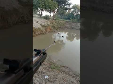 ducks hunting Airgun hunting Pakistan