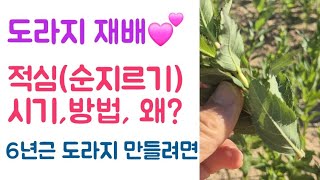 도라지 재배???? 적심(순지르기) 시기, 방법, 왜? ???? 6년근 도라지 만들려면?