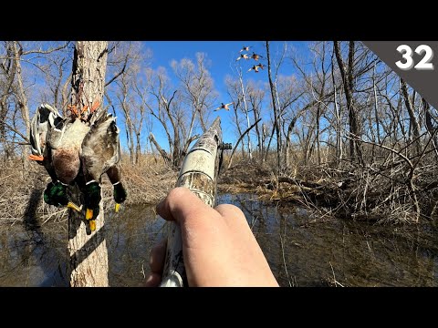 DUCK HUNTING Flooded Timber | LAST HUNT Of The Season