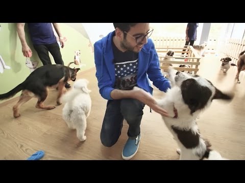 Life is Better with Friends - Hoteli Pet Paradise parajsa e qenve mbi toke